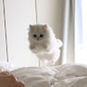 Meet your Posher, Emmie